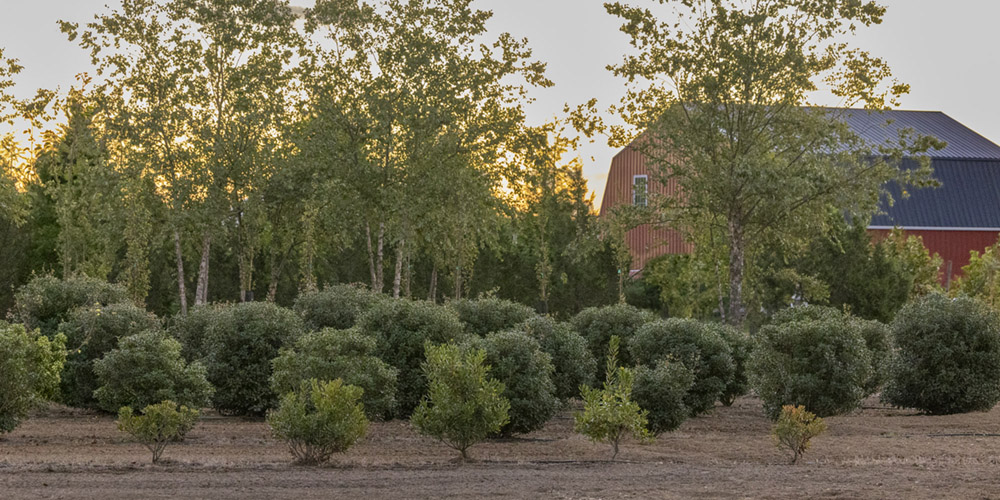 Owen Brothers Tree Farm